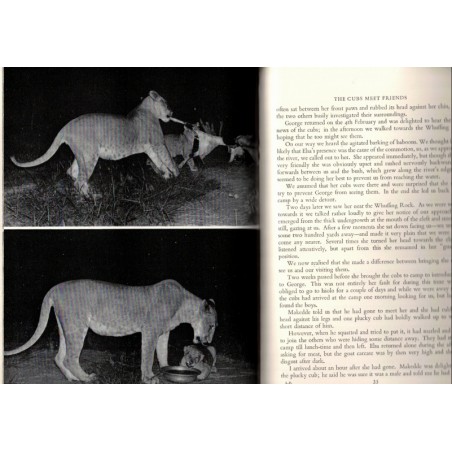 Living free, the story of Elsa and her cubs, Joy Adamson, 1961 - wild animals, fauves, réserve Kenya, lions, animaux sauvages
