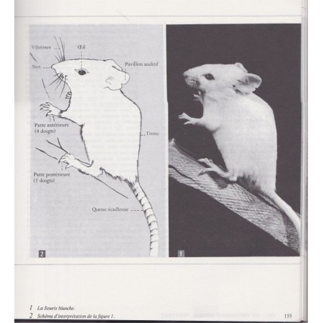 Manuel Biologie, Collection Campan et Paniel, classes de 1ère A et B, Boué, Cazelas, 1968 - Sciences Naturelles