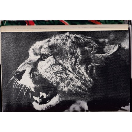 Wild animals of Africa, Anthony Hinton - hunt, tigers, animaux sauvages, animaux captifs, chasse, Afrique, fauves,