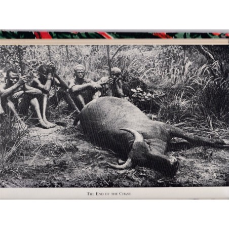 Wild animals of Africa, Anthony Hinton - hunt, tigers, animaux sauvages, animaux captifs, chasse, Afrique, fauves,