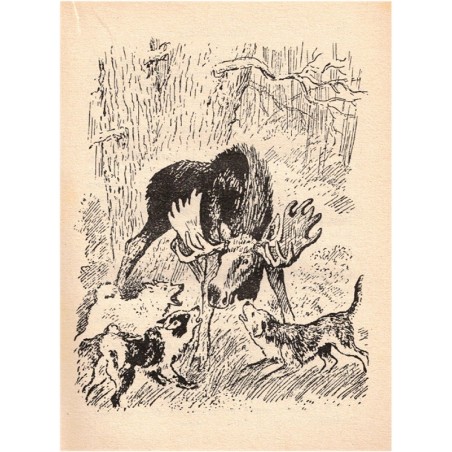 L'élan solitaire, Vitaly Bianki, 1957 - Finlande, conte russe, nature sauvage, animaux sauvages, mille épisodes