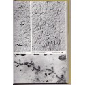 Tierspuren, Bestimmungsbuch, empreintes et traces d'animaux, animaux sauvages, zoologie,