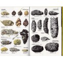 Tierspuren, Bang und Dahlström - Empreintes et traces d'animaux, animaux sauvages, zoologie,