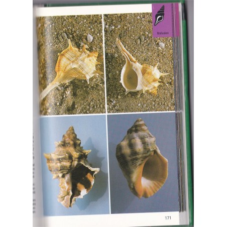 Lebensraum Küste, die farbigen Naturführer - Natur, oiseaux, oiseaux des mers, plantes, océans, botanique,