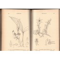 Flore des Indes 1932 - The flora of the South Indian Hill stations, 2 vol, 611 gravures, P.F. Fyson, 1932 - botanique, Indes,