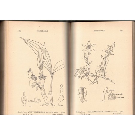 Flore des Indes 1932 - The flora of the South Indian Hill stations, 2 vol, 611 gravures, P.F. Fyson, 1932 - botanique, Indes,