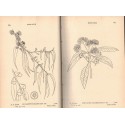 Flore des Indes 1932 - The flora of the South Indian Hill stations, 2 vol, 611 gravures, P.F. Fyson, 1932 - botanique, Indes,