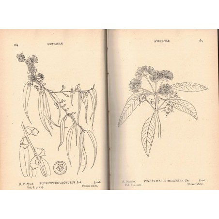 Flore des Indes 1932 - The flora of the South Indian Hill stations, 2 vol, 611 gravures, P.F. Fyson, 1932 - botanique, Indes,