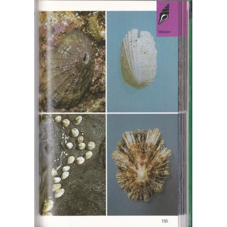 Lebensraum Küste, die farbigen Naturführer - Natur, oiseaux, oiseaux des mers, plantes, océans, botanique,