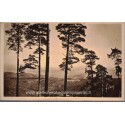 Les Vosges, 2 cartes postales, Mont Sainte-Odile, Andlau forêt , 1920 - Alsace,  forêt vosgienne,
