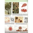 La vie des plantes, Roger Caratini, Bordas Encyclopédie T10 - botanique, sciences naturelles,