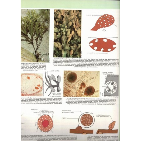 La vie des plantes, Roger Caratini, Bordas Encyclopédie T10 - botanique, sciences naturelles,