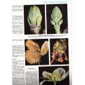La vie des plantes, Roger Caratini, Bordas Encyclopédie T10 - botanique, sciences naturelles,