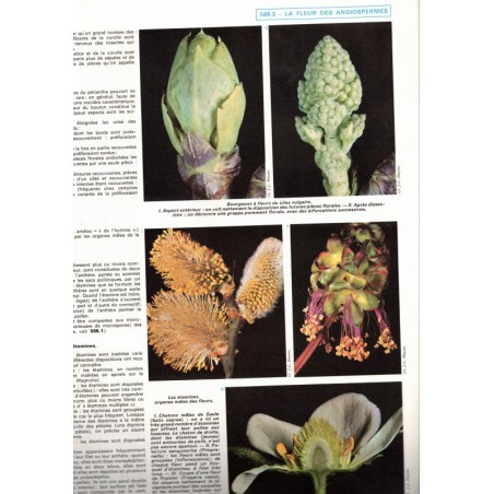 La vie des plantes, Roger Caratini, Bordas Encyclopédie T10 - botanique, sciences naturelles,