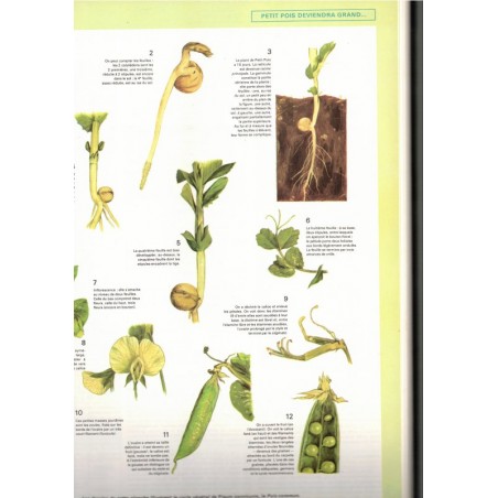 La vie des plantes, Roger Caratini, Bordas Encyclopédie T10 - botanique, sciences naturelles,