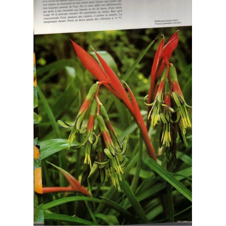 La passion des plantes d'intérieur, Lovell Benjamin, 1975 - plantes d'appartement, botanique,