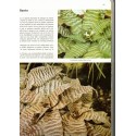 La passion des plantes d'intérieur, Lovell Benjamin, 1975 - plantes d'appartement, botanique,