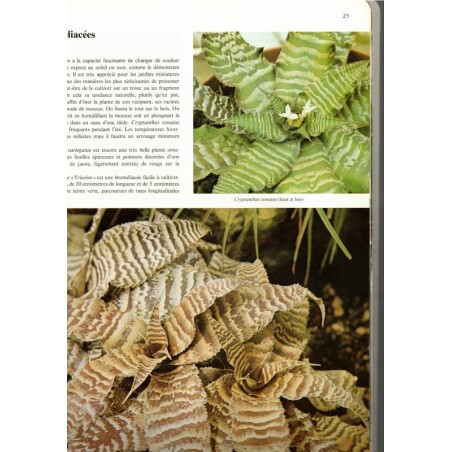 La passion des plantes d'intérieur, Lovell Benjamin, 1975 - plantes d'appartement, botanique,