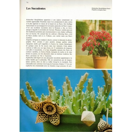 La passion des plantes d'intérieur, Lovell Benjamin, 1975 - plantes d'appartement, botanique,