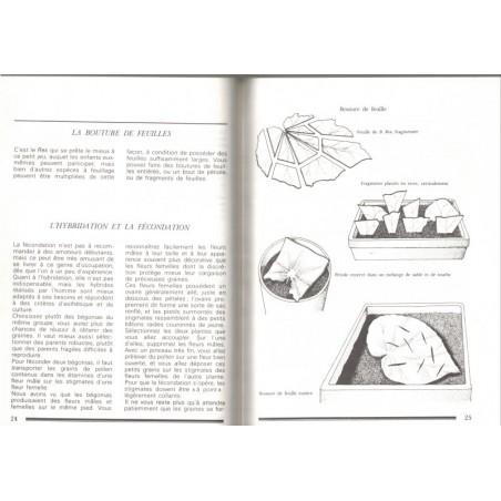 Les bégonias, La vie en vert, Laura Fronty 1989 - fleurs, botanique, flore, jardinage,