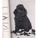 Mein Freund der Pudel, Hans Thum - caniche, chiens, Hund, Tiere