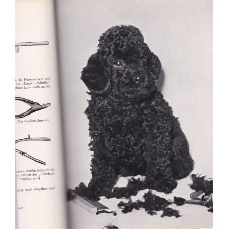 Mein Freund der Pudel, Hans Thum - caniche, chiens, Hund, Tiere