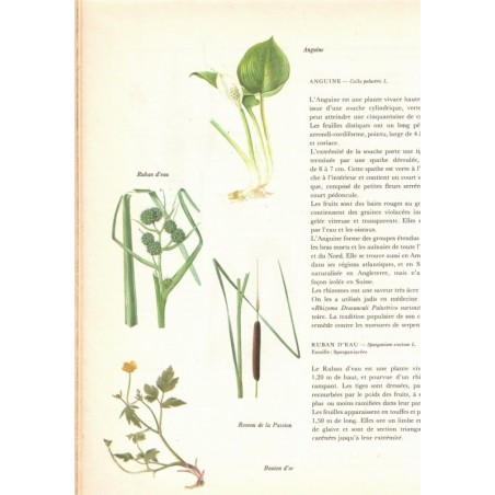 Flore d'Europe, Jan Triska, 1977 - flore, dessins de fleurs, botanique,