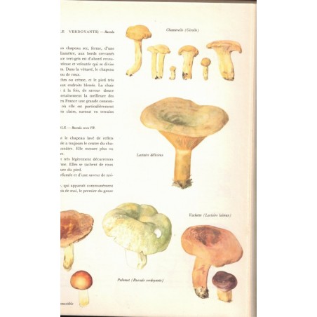 Flore d'Europe, Jan Triska, 1977 - flore, dessins de fleurs, botanique,