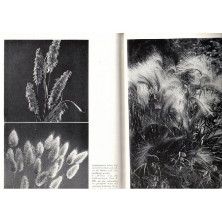 Einzug der Gräser und Farne in die Gärten, Karl Foerster, 1978 - Pflanzen, jardin, fougères, botanique, Natur,