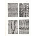 Microphotographic Atlas of Central European Woods, E. Schmidt, 1941 - types de bois en Europe,, arbres, sylviculture