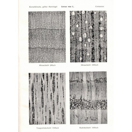 Microphotographic Atlas of Central European Woods, E. Schmidt, 1941 - types de bois en Europe,, arbres, sylviculture