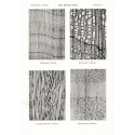 Microphotographic Atlas of Central European Woods, E. Schmidt, 1941 - types de bois en Europe,, arbres, sylviculture