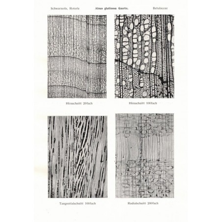 Microphotographic Atlas of Central European Woods, E. Schmidt, 1941 - types de bois en Europe,, arbres, sylviculture