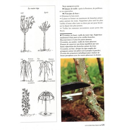 L'amour des roses, Annette Schreiner, 1992 - fleurs, flore, botanique, flore, jardinage,