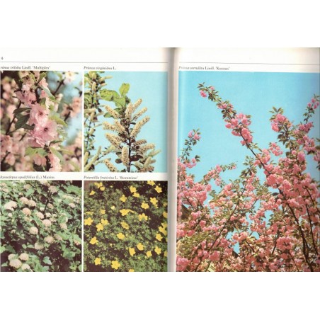 Schöne Blütengehölze, Harri Günther, 1981 - Blümen, Natur, botanique, flore, arbres,