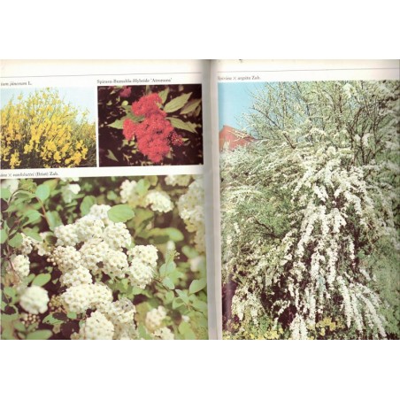 Schöne Blütengehölze, Harri Günther, 1981 - Blümen, Natur, botanique, flore, arbres,