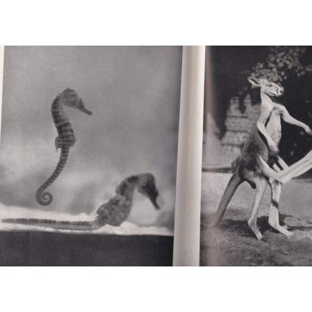 Blick in meine Welt, Paul Eipper, 1939 - nature sauvage, animaux, plantes