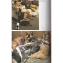 Le royaume des chats, Jeremy Angel, 1987 - guide des chats, animaux de compagnie