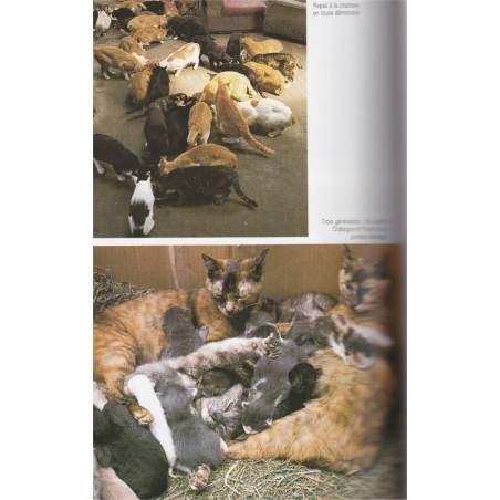 Le royaume des chats, Jeremy Angel, 1987 - chats au Japon, guide des chats, animaux de compagnie