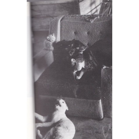 Le royaume des chats, Jeremy Angel, 1987 - guide des chats, animaux de compagnie