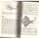 Le guide Marabout du poisson des crustacés et des mollusques, Marabout Service, 1967 - recettes, cuisine poisson, poissons,