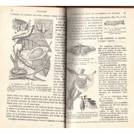 Insectes, sciences naturelles, Boulet et Obré, 1938 - zoologie, insectes, botanique,