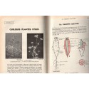 Sciences Naturelles, les sciences d'observation en 6e, Lazerges, Obré, 1955 - zoologie, botanique,  -