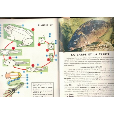 Zoologie et botanique, classe 6e, Vallin, Désiré, 1959 - manuels sciences naturelles, zoologie, botanique,