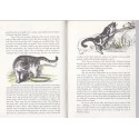 Cats' X. Y. Z. - Beverley Nichols, 1961 -, dessins de chats, amoureux des chats, cats' lovers, children, english