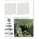 Les secrets des mers, Allen Durward, 1975 - monde sous-marin, animaux marins, poissons, océans,