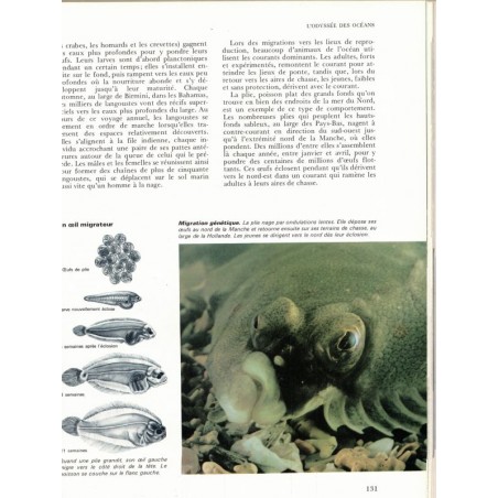 Les secrets des mers, Allen Durward, 1975 - monde sous-marin, animaux marins, poissons, océans,