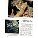Les secrets des mers, Allen Durward, 1975 - monde sous-marin, animaux marins, poissons, océans,