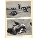 L'île des manchots, Cherry Kearton, 1949 -  animaux marins, oiseaux des mers, Antarctique,