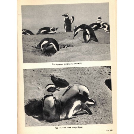 L'île des manchots, Cherry Kearton, 1949 -  animaux marins, oiseaux des mers, Antarctique,